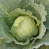 DIDONE F1.jpg